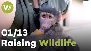 Baboon, Cheetah & Bush Baby | Raising Wildlife (1/13)