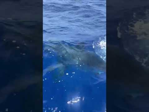 🦈Massive 20 ft. Great White Shark Sighting-Florida Keys