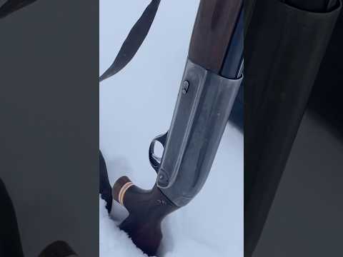 Аңшылық қоянға