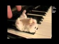 Hamster On A Piano (Eating Popcorn) - Parry Gripp
