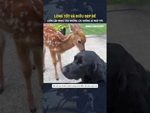 Lòng tốt và điều đẹp đẽ, luôn gặp nhau vào những lúc nào đó không ngờ tới#shorts