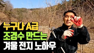 누구나 A급 조경수 만드는 겨울 전지 노하우 | 나무대장