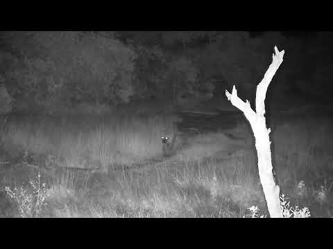 Djuma: Lone Hyena walks by cam heading towards the lodge - 23:43 - 03/18/2022