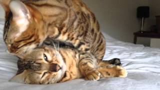Bengal bath time Akela Grooming Hoops