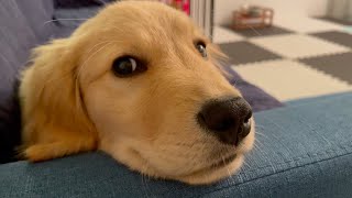 He is always waiting for me in this chin rest style【Golden Retriever Puppy Bisuke】