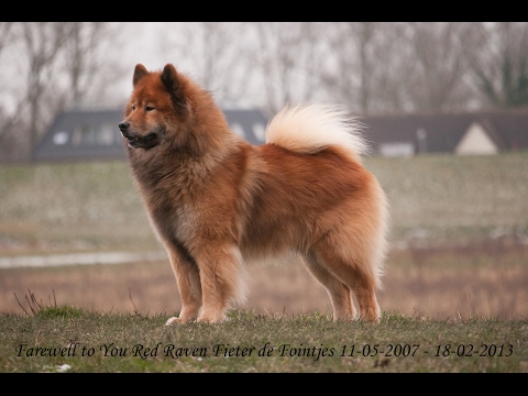 Farewell Red Raven Fieter De Fointjes