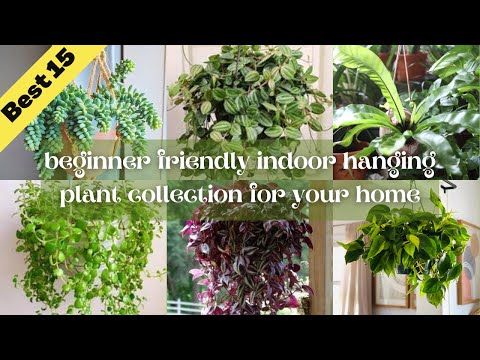 , title : 'Best 15 beginner friendly indoor hanging plant collection for your home'