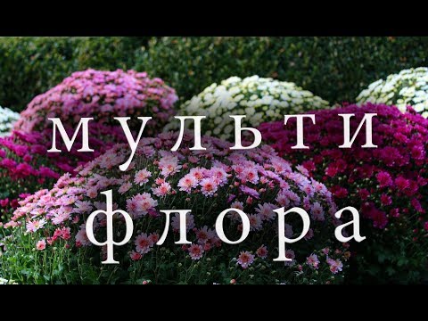 Хризантема мультифлора шаровидная.Уход, посадка и зимовка.