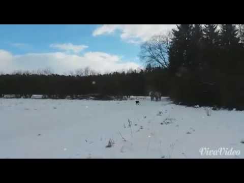 Haflinger Kutsche Wintertraum mit Kohlfuchs Haflinger Luber