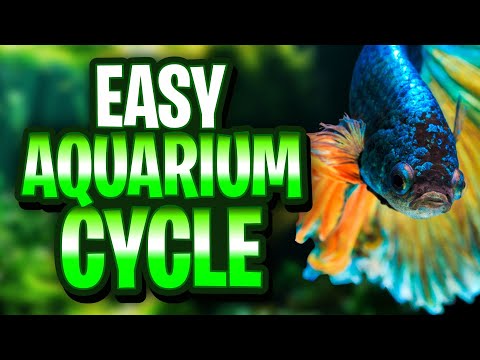 How To Easily Cycle A Fish Tank And Keep Your Fish Safe! (Aquarium Cycle Guide)