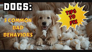 Fixing 5 Common Dog Bad Behaviors