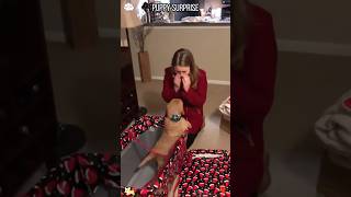 The best surprise #dog #gift #doglove #pets #puppy #surprise