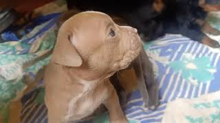 Pitsky Puppies Videos