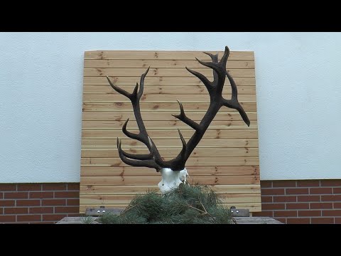 Der Gigant von Masuren - JagenNRW zu Gast im Videotagebuch