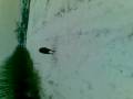 Hund Beethoven 07012009