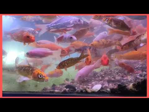 PLANTED TANK LEGENDS   IAPLC GRAND PRIZE WINNER DAVE CHOW 360 VIEW WORKSHOP