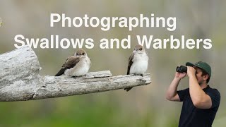 Photographing Warblers and Swallows with the Sony a6700 and Tamron 150-500