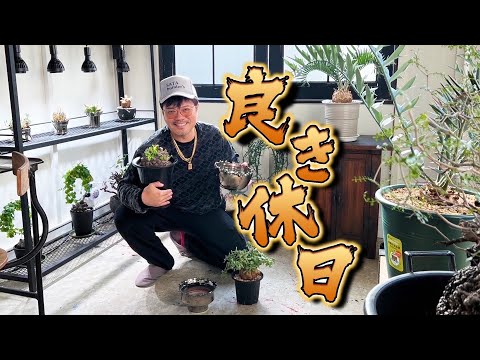 雄大なクレーンズビル 植物