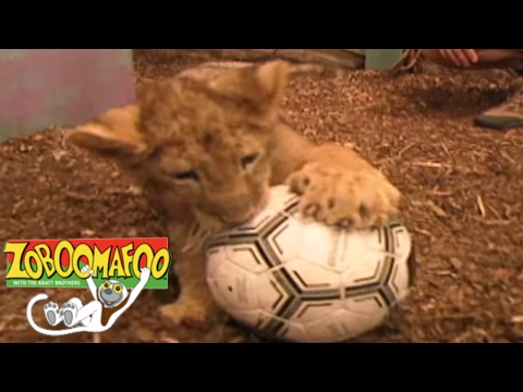 🐒 Zoboomafoo🐒 Season 1 Episode 26 - Playtime | HD Full Episode