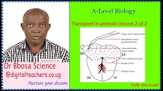 Transport in animals lesson 2 of 2 by Dr.  Bbosa Science (A-level biology)