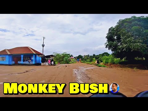 Welcome To MONKEY BUSH - WATERLOO - 🇸🇱 Roadtrip 2023 - Explore With Triple-A