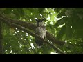 Barred Eagle Owl Jalan Asas June 29th 2025 4K