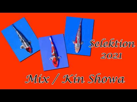 Koi-Selektion 2021 | Kin Showa & Nisai Mix