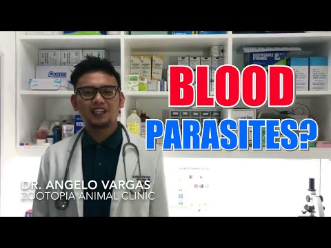 BLOOD PARASITISM