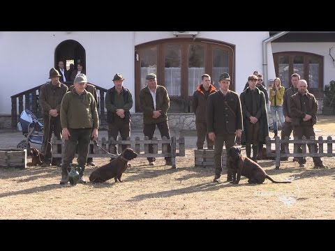 28. KASZÓ KUPA - Országos Véreb Fővizsga - Eredményhirdetés - 2017.02.25-26