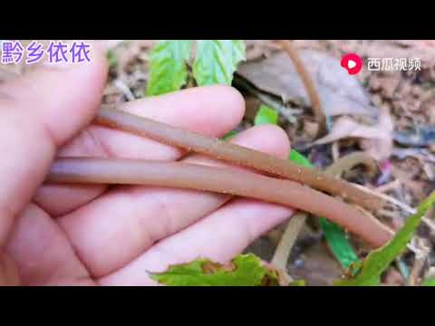 葉面有刺的植物