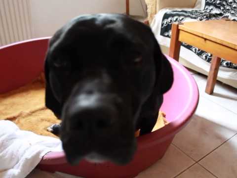 Raisa the shot dog, is not giving up