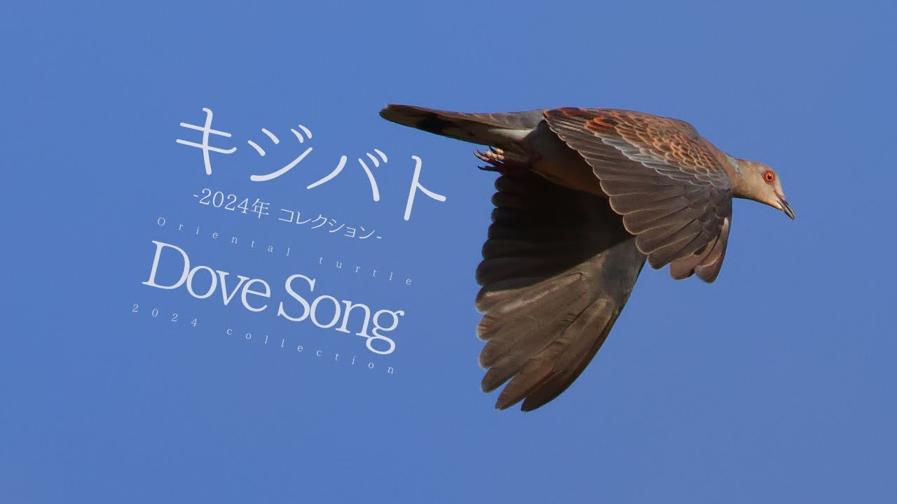 キジバトのさえずり1時間BGM【2024年コレクション】