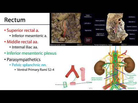 Rectum and Anal Canal - M1 Perineum