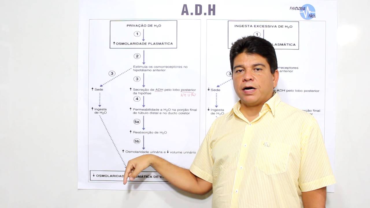 Hormônio Antidiurético - ADH