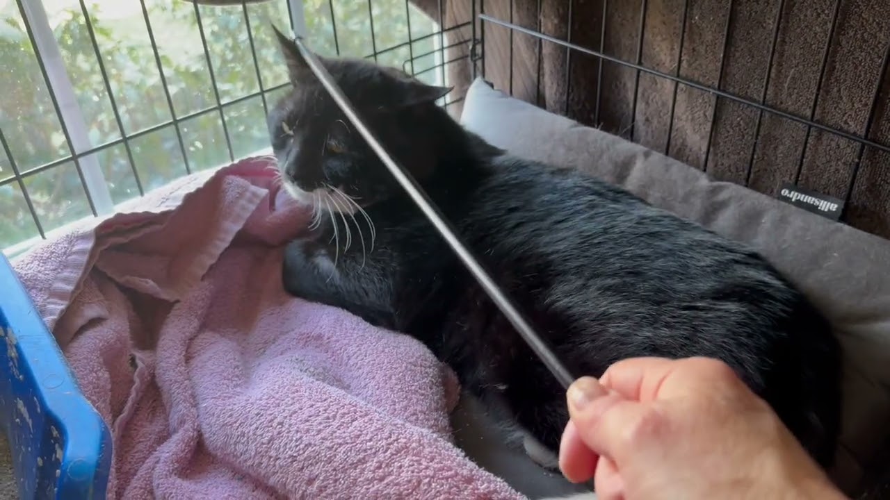 Enlarge Linden-barn, spirit cat, a ADOPTABLE Domestic Short Hair in Beverly, MA video 3/4