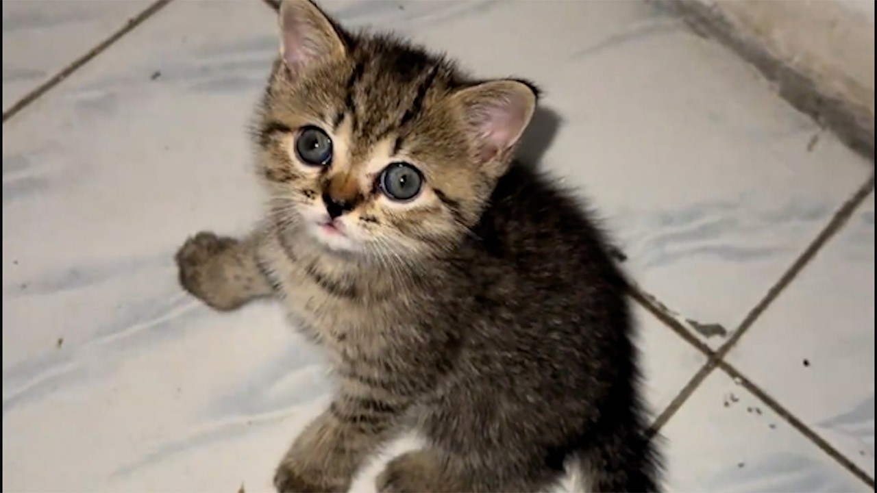 野良のトラ猫を拾った男性。やがて“家族”となった日々が、優しすぎて涙が止まらない【感動実話】