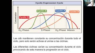Proliferación celular y su perturbación - Biología Celular y Tisular