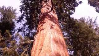 preview picture of video 'Giant Sequoia in King's Canyon'