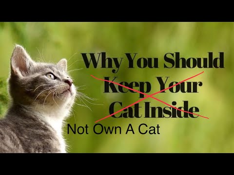 Why Letting Cats Roam Is Cruel & Confronting My Neighbour (It Could Have Gone Better)
