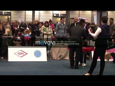 WDS 2017 junior males pomeranian