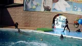 preview picture of video 'Sochi City Dolphinarium Aquatoria - Delfine'