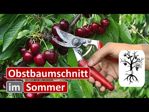 Obstgarten im Juli - Schnitt nach der Ernte bei Kirschen und Sommerschnitt beim Apfel