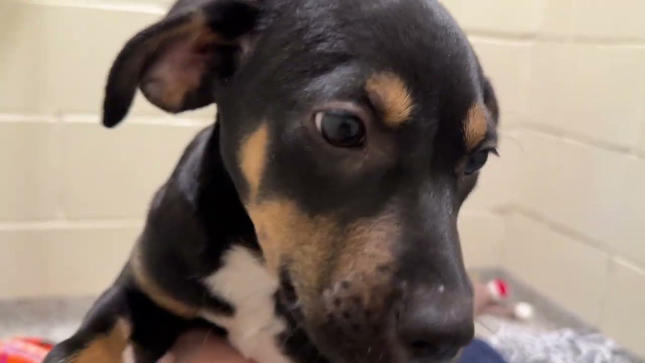 Enlarge Oakley, a Adoptable mixed breed in Austin, TX video 6/6