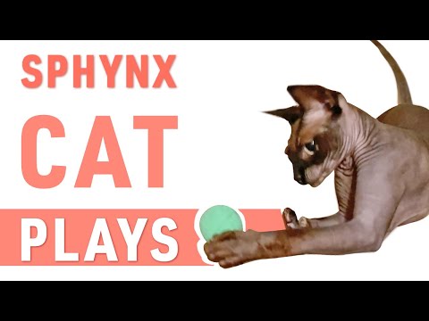 Funny Sphynx Cat Play | Smart Cat is always around.