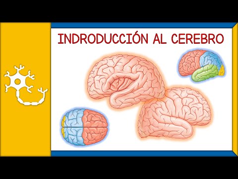 INTRODUCCIÓN AL CEREBRO - generalidades, anatomía básica, lóbulos, telencéfalo, diencéfalo  | Ep. 3