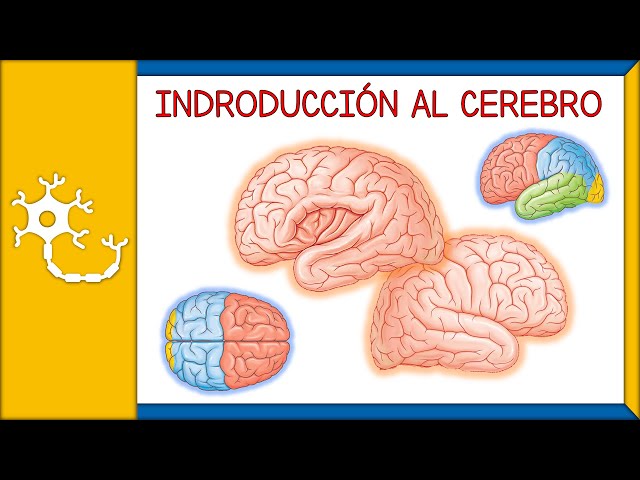 Vídeo relacionado con LVCHEN Modelo de cerebro humano Anatomía - Modelo de cerebro anatómico de tamaño natural con arterias desmontables 8 partes para el aula de ciencia Neurociencia médica Enseñanza Estudio