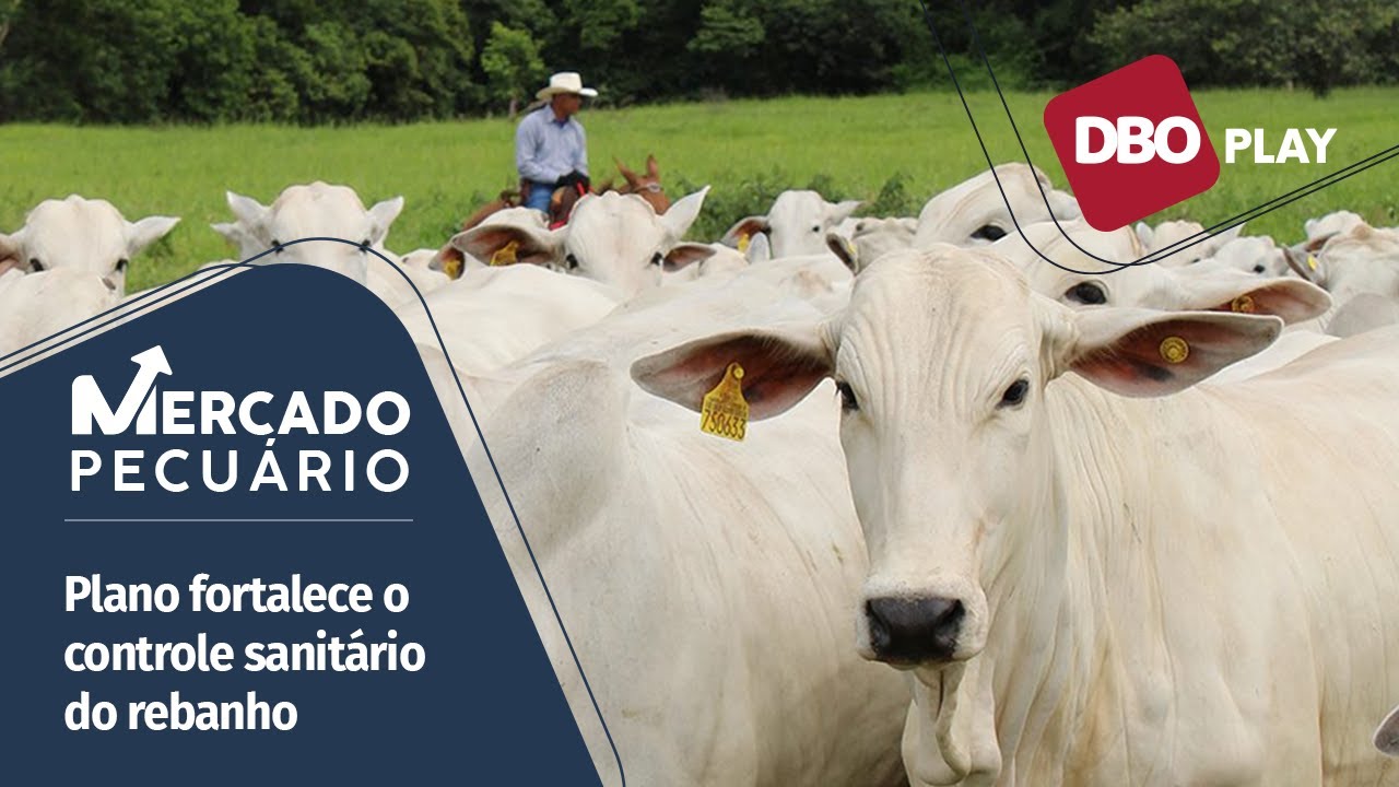 Plano Nacional de Rastreabilidade Bovina: quais os impactos para o pecuarista?