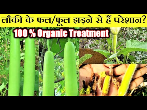 लौकी के छोटे फल सूखने और सड़ने का कारण तथा उपाय | Gourd Fruit Rot| lauki ke fal sookhna aur sadna