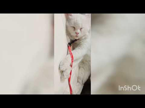 Zaid panja..with new cat vlog so so funny🤪🤣😂😂😂