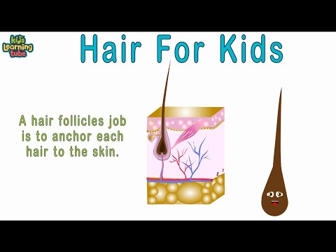 Hair Anatomy
